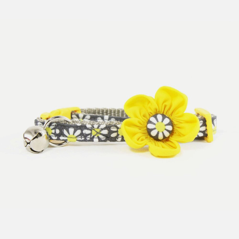 daisy-cfc.jpg