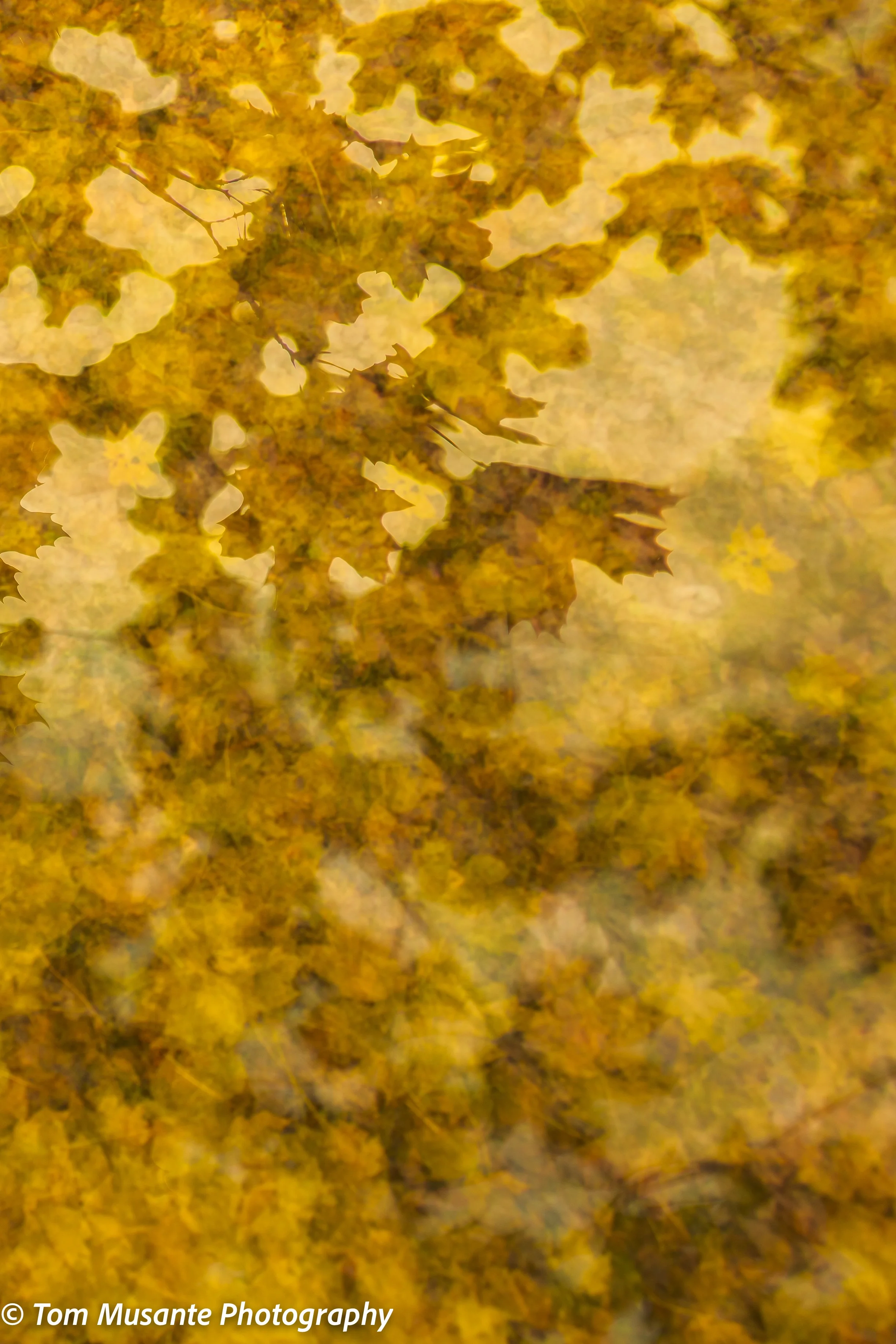 Fall in the backyard