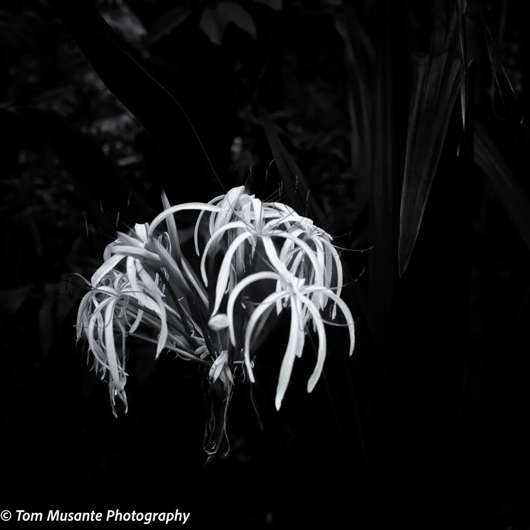 Street Photography (8 of 10).jpg