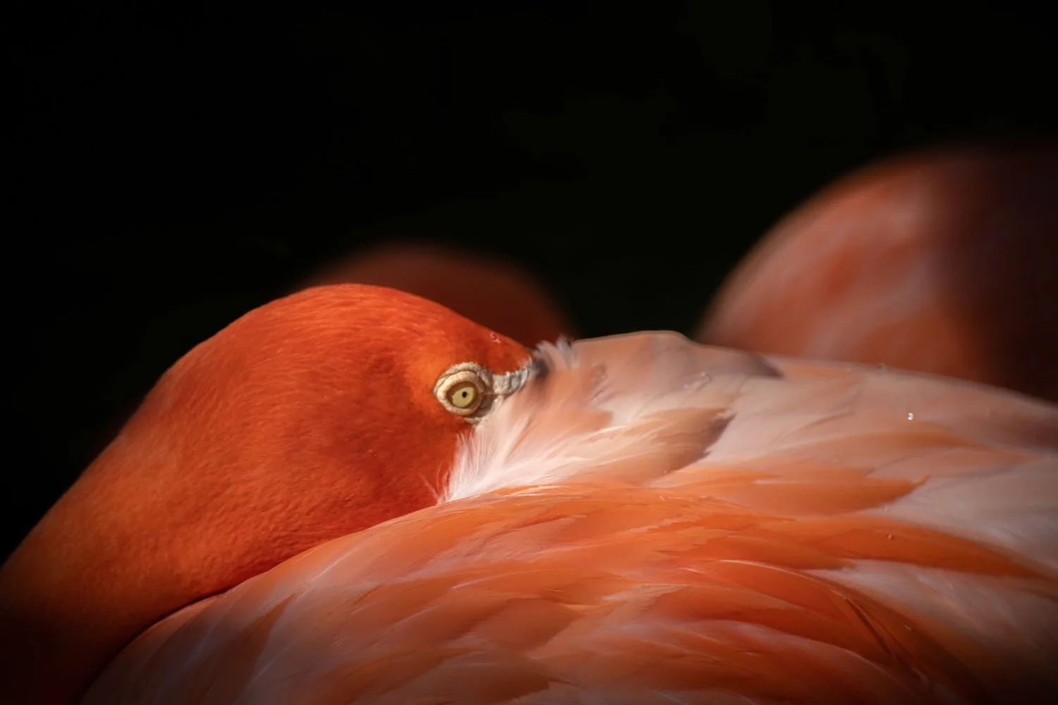  A flamingo stands illuminated in a beam of sunlight at Flamingo Gardens, a botanical garden and wildlife sanctuary, in Davie, Florida, on Jan. 1, 2019. 