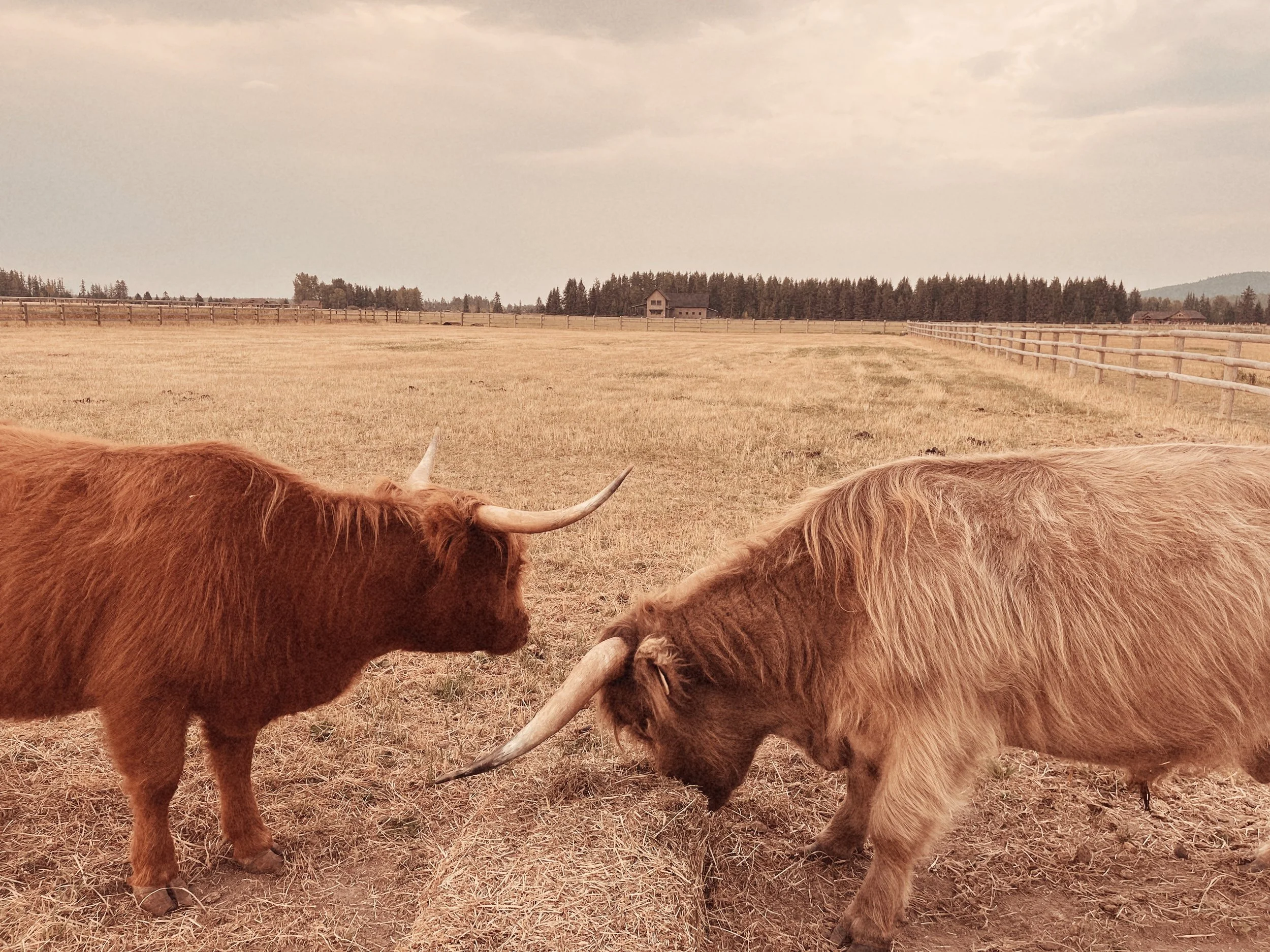 Tezza-1386_VSCO 2.JPG