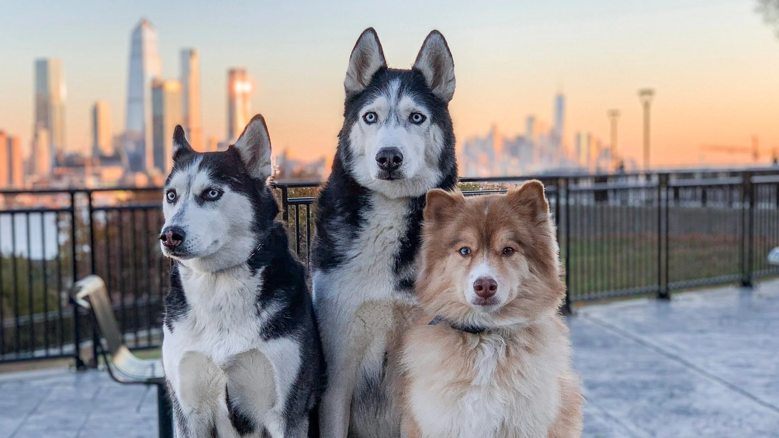 canadian k9 training
