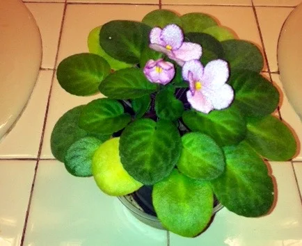”Violet””