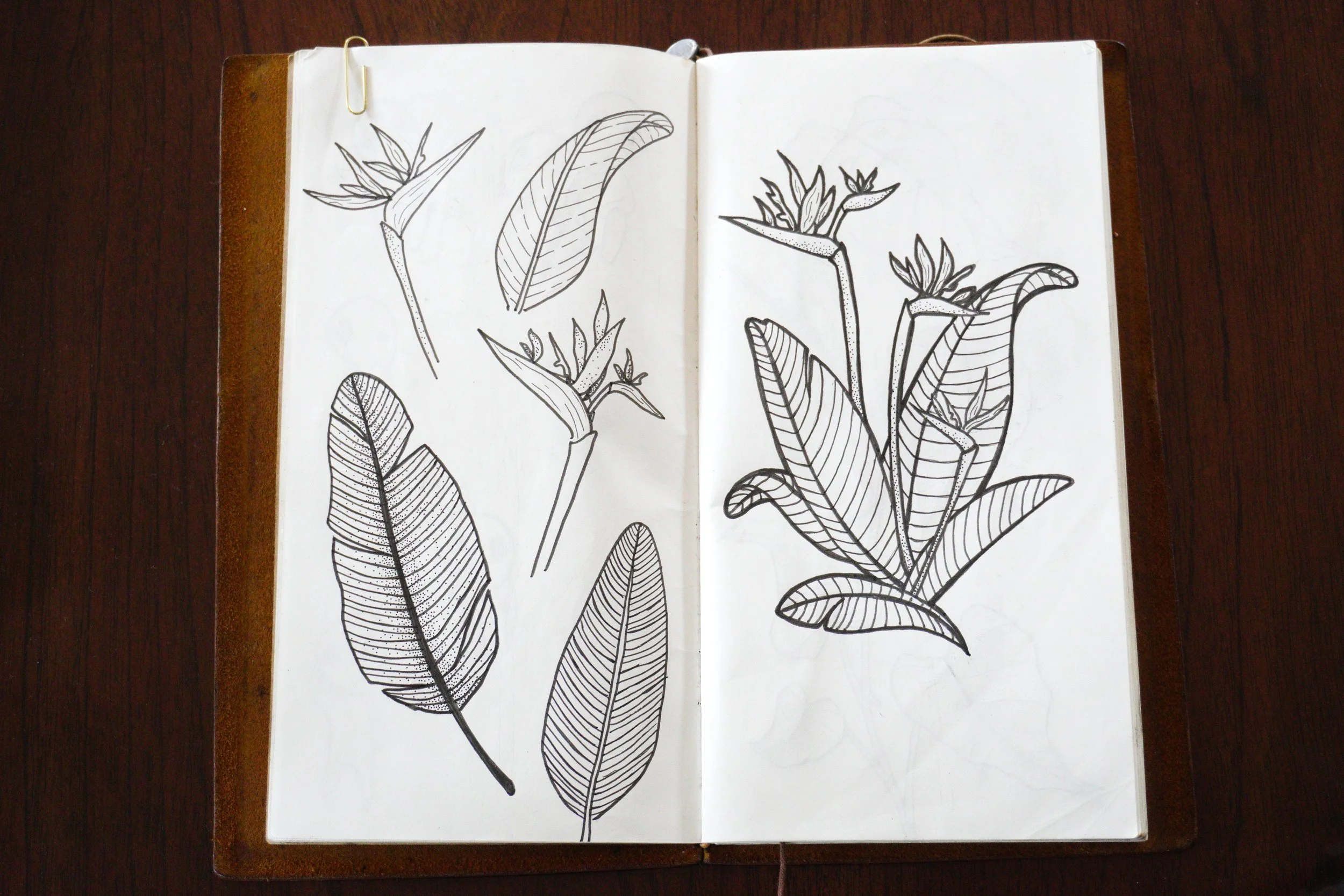 Strelitzia - Bird of Paradise