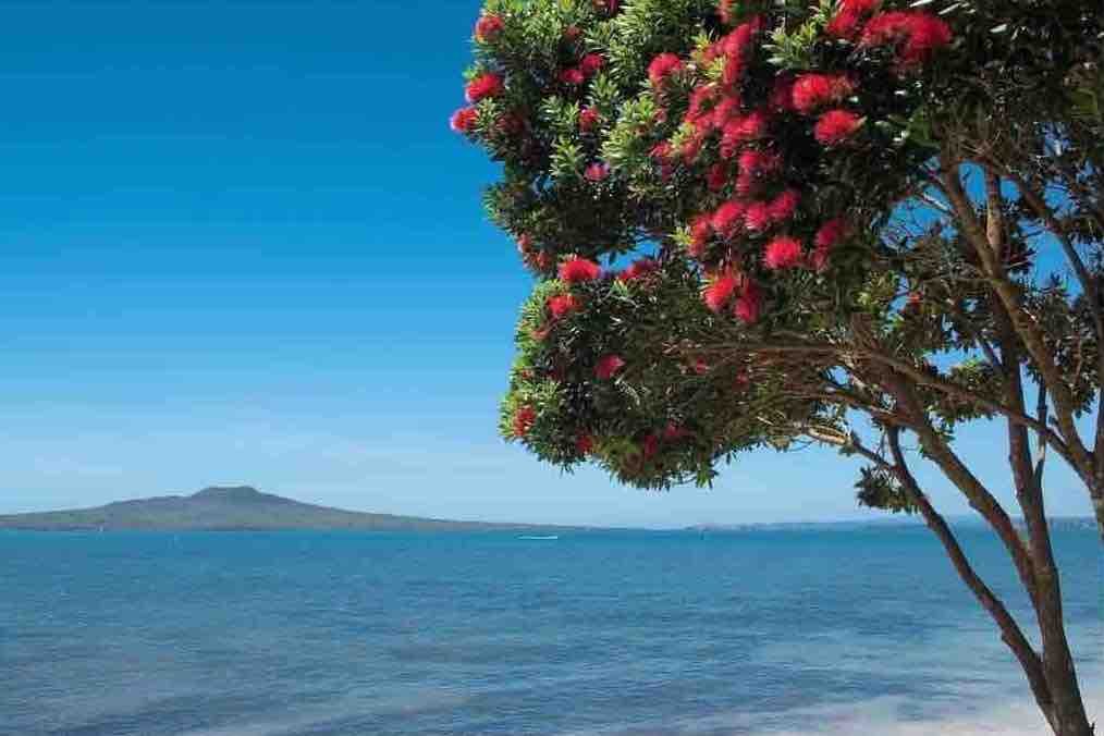 rangitoto-island-with-pohutukawa-tree-in-bloom-picture-id503144544-2(1)-resize-3.jpeg