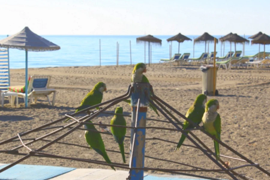 beach-birds.jpg