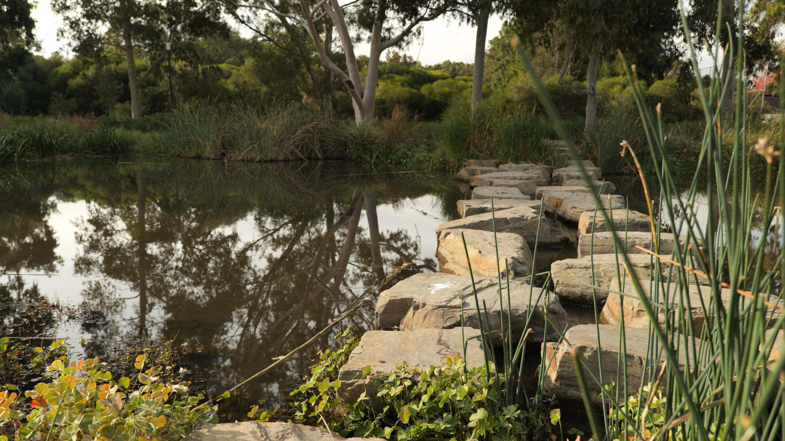 Wetland-0190.jpg