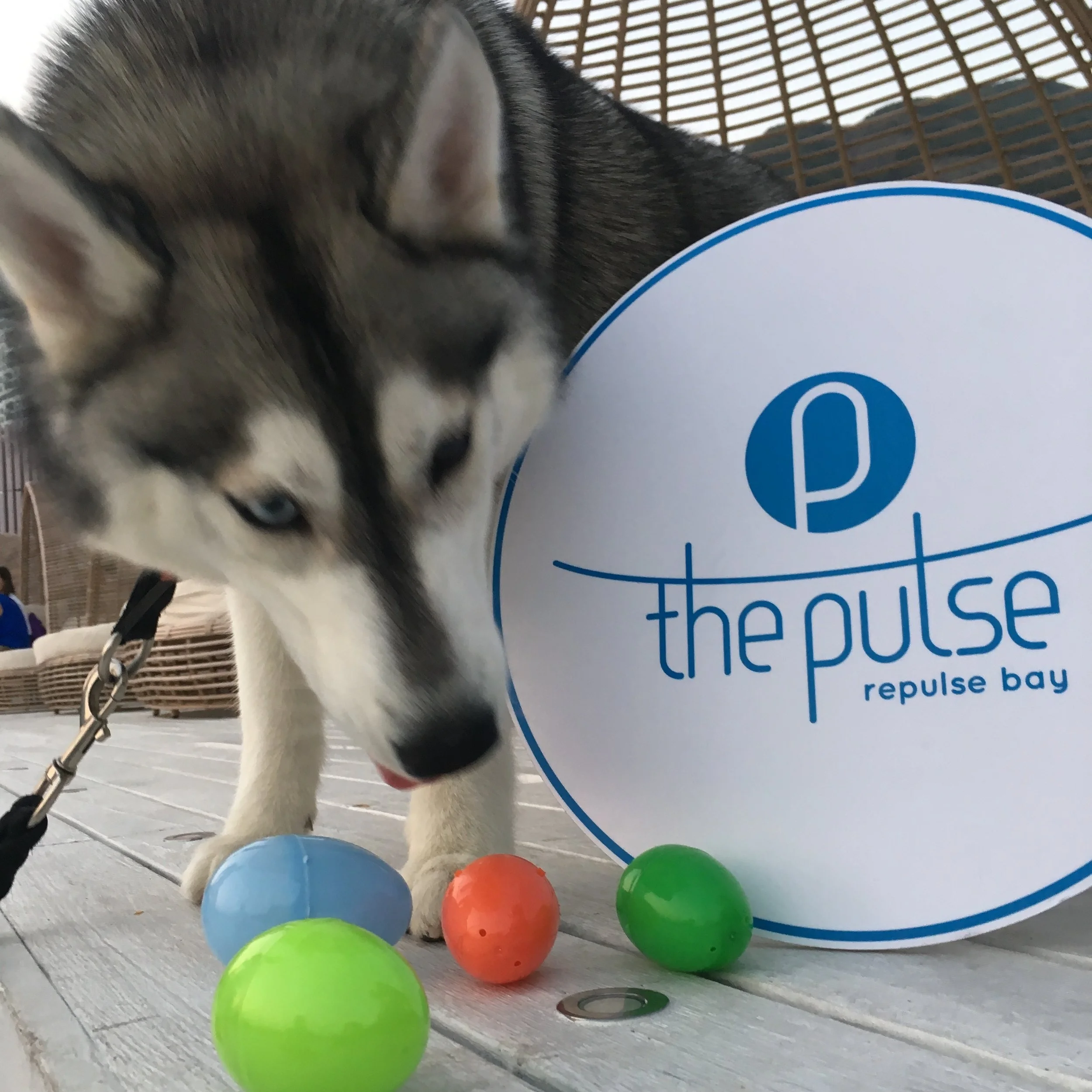 YAPPY EASTER X EGG-CELLENT 