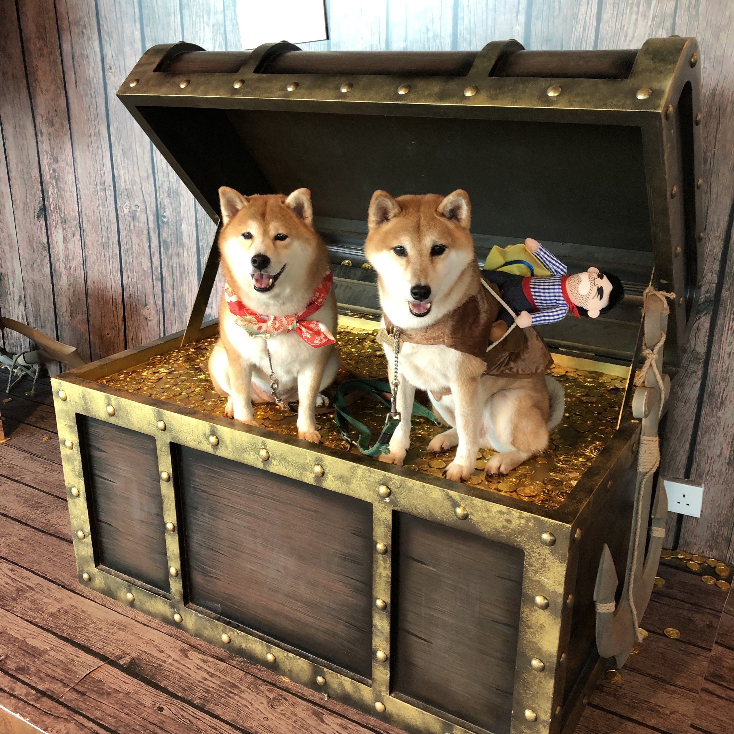 Endless Summer Pirates ARRRR Pet Pet Market