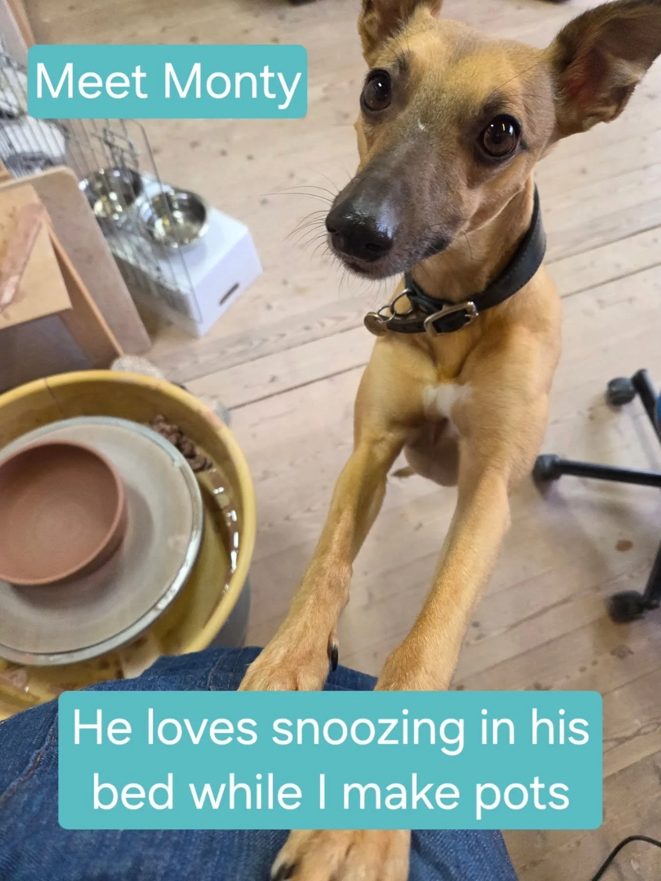 My dog Monty is a 3 year old Whippet. Hes been coming to my studio with me since a puppy. I realised he doesn't feature very much in my posts but I think thats because he is usually curled up in his bed 😆 

#whippet #handmadepottery #madeincornwall 