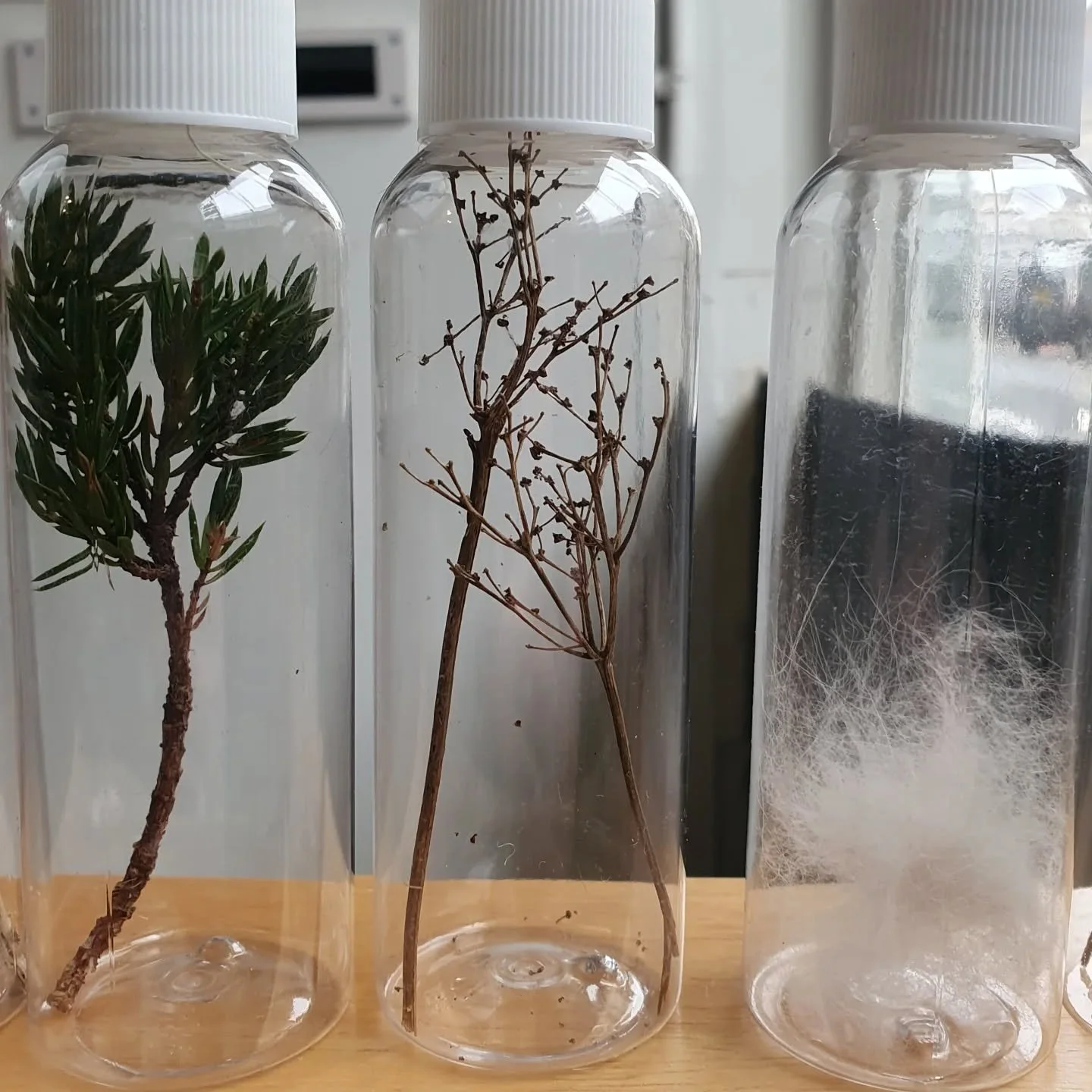 Taking another look at some of the samples I collected @thearctichideaway last year. I'm currently working on plans to combine my collections in some,  as yet undecided, manner in order to create something from somethings.