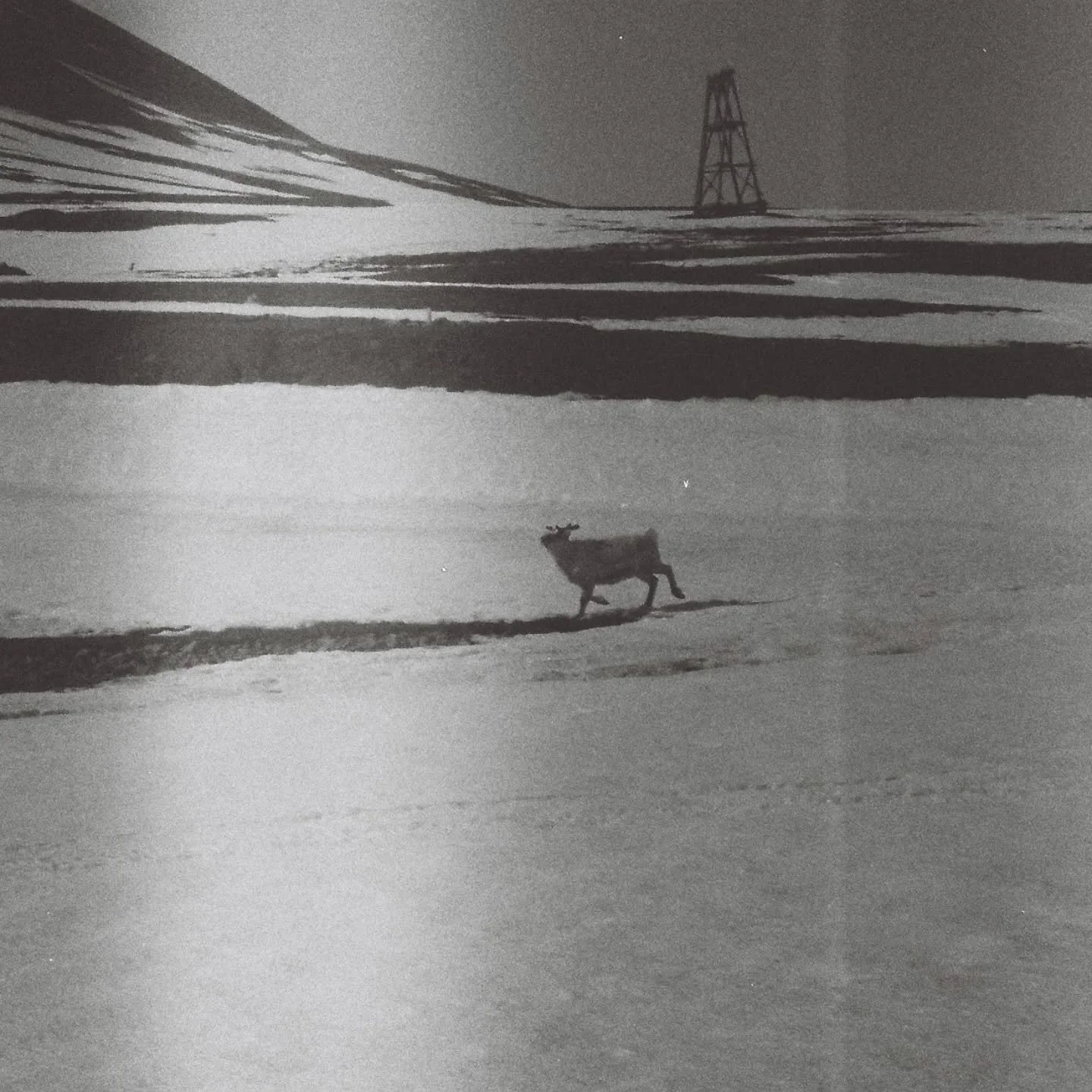 Thanks to @sarah.polar.art and the @polarartcollective for sharing my photo of a Svalbard reindeer today. 

One of my favourite photos ever- it was a freezing cold day and both my camera and my hands were complaining about it. @philotera suggested ke