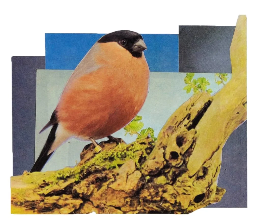 Bullfinch 