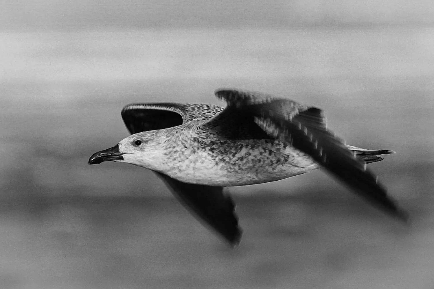Lesser Black-Backed Gull, Donna Nook, UK