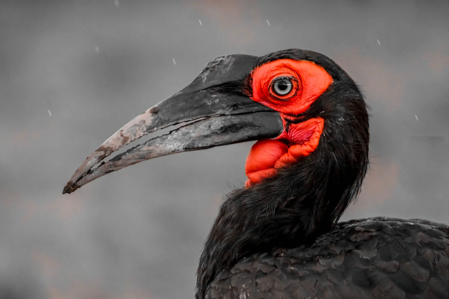 Southern Ground Hornbill, Masai Mara, Kenya
