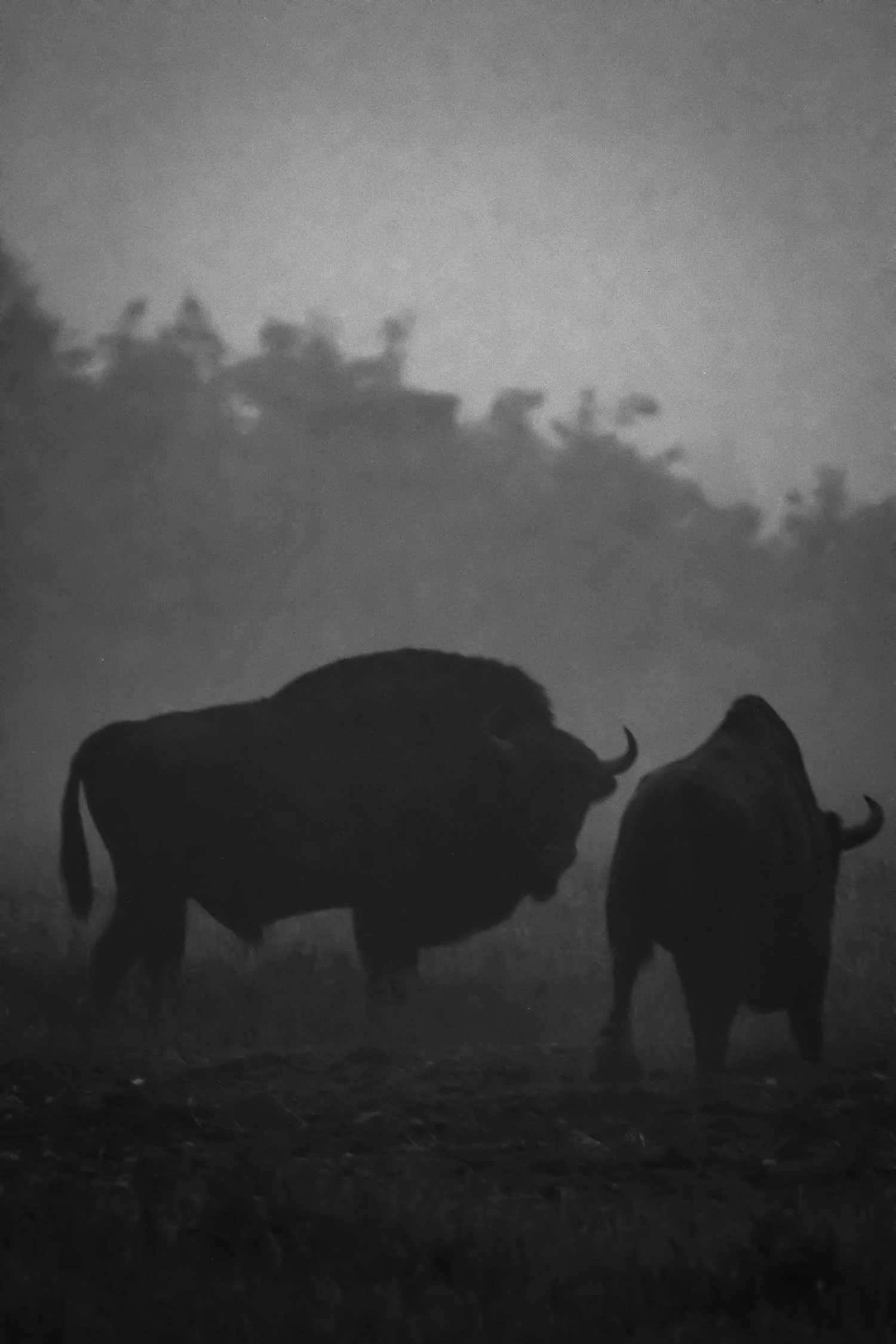 European Bison, Bialowieza, Poland