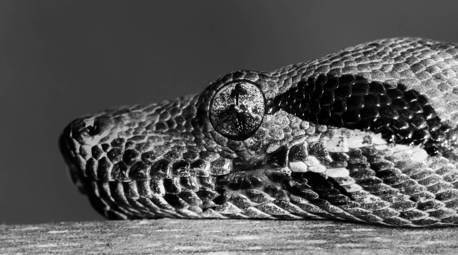Boa Constrictor, Tortuguero, Costa Rica
