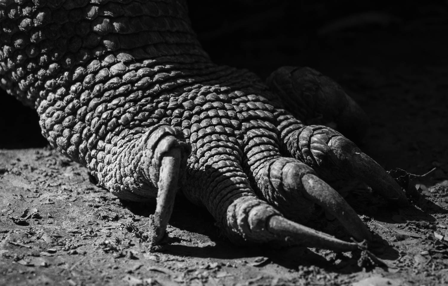 Komodo Dragon, Komodo, Indonesia