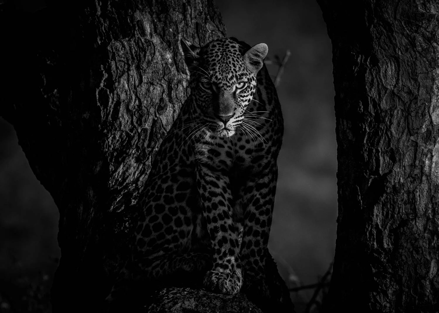 Leopard, Pilanesberg, South Africa
