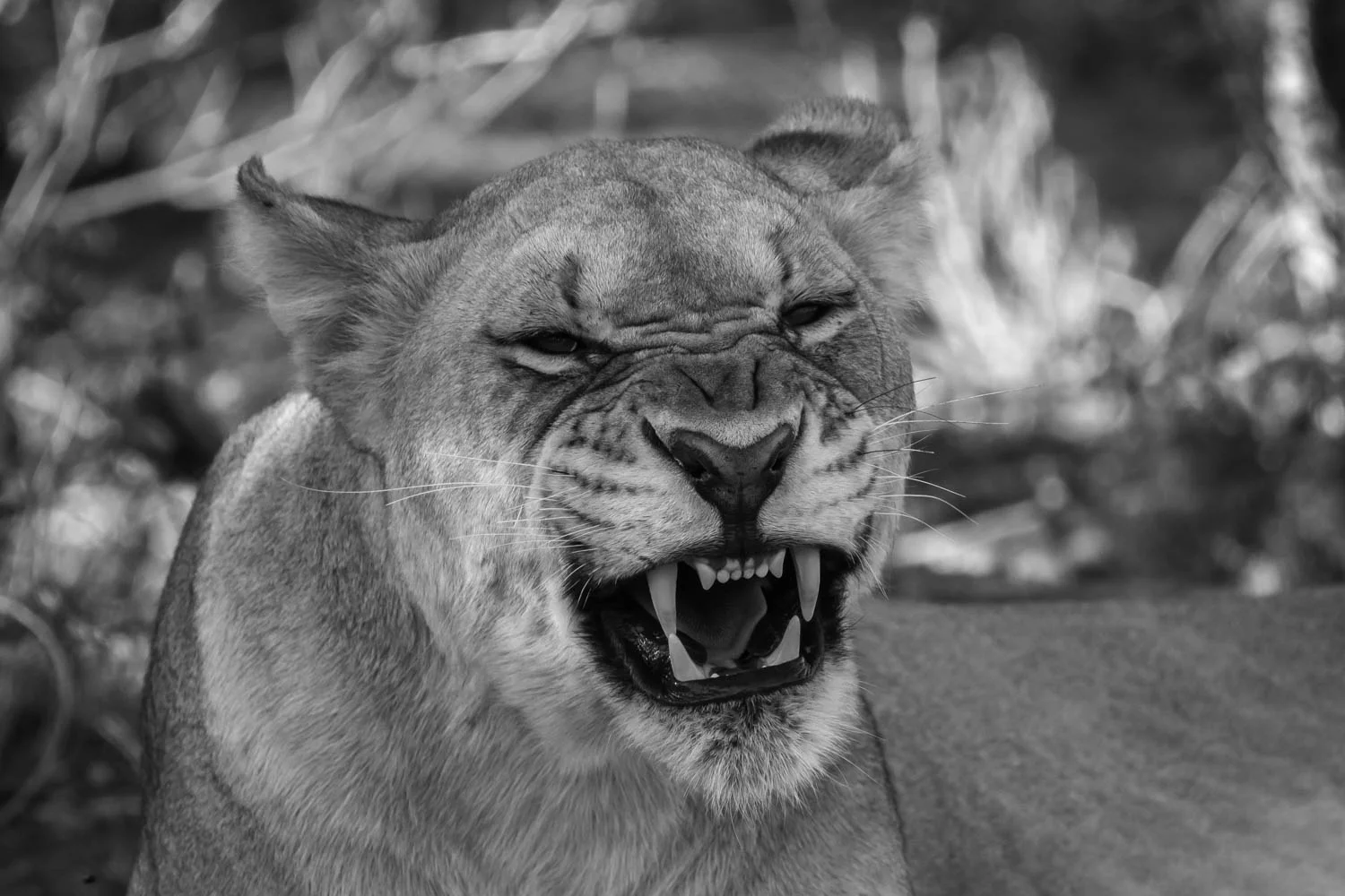 Female Lion, Black Rhino Lodge, South Africa