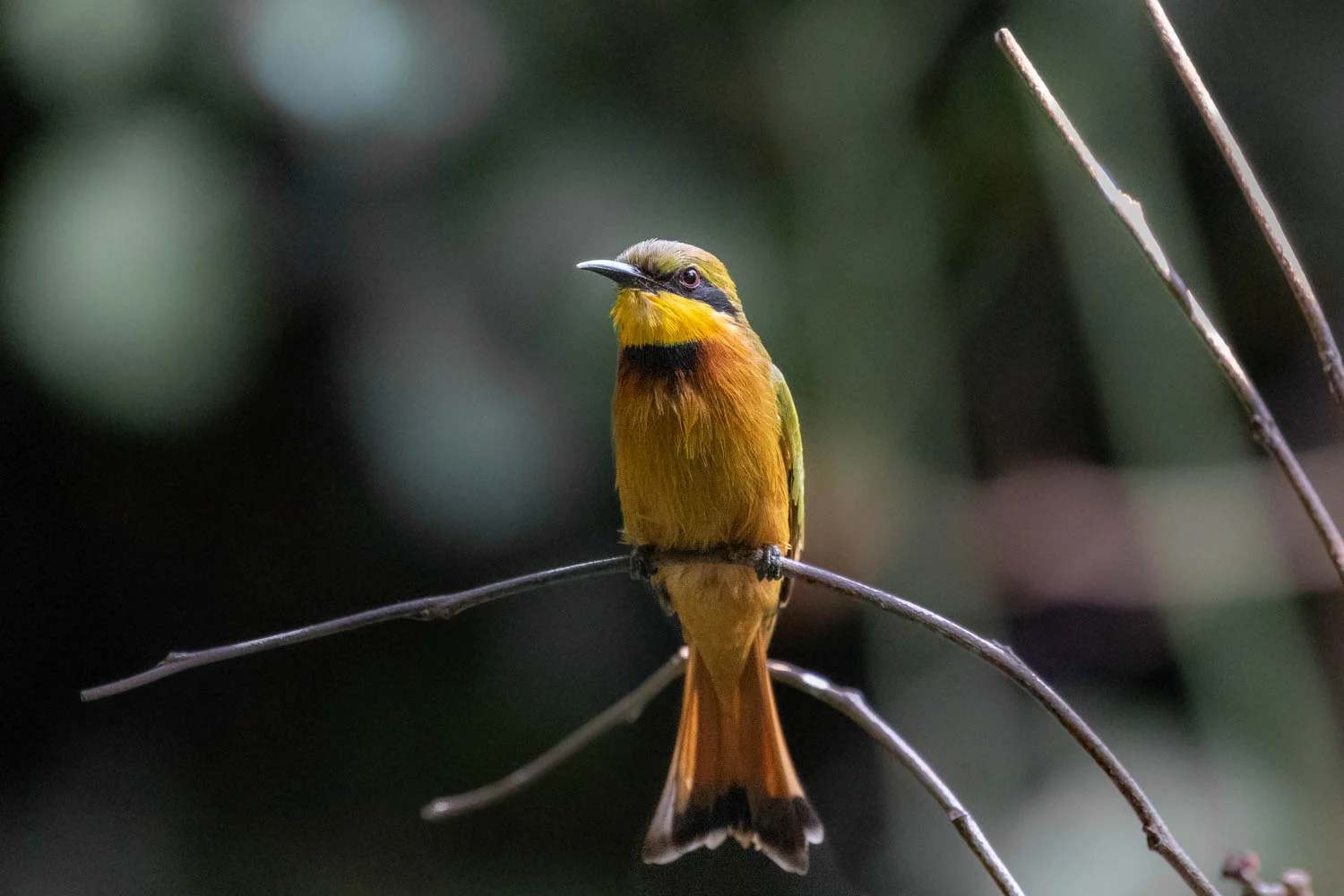 Little Bee-eater, Abuko Forest