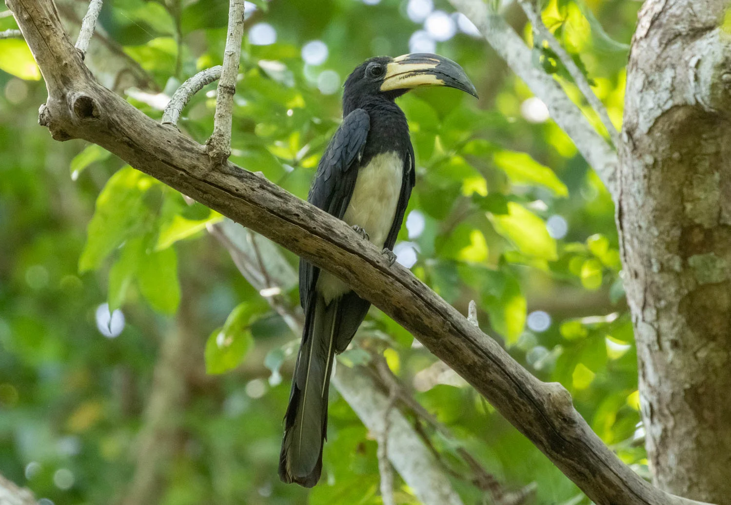 Adrican Pied Hornbill