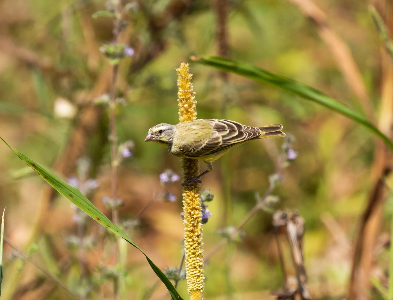 Yellow-fronted Canary, Tendaba