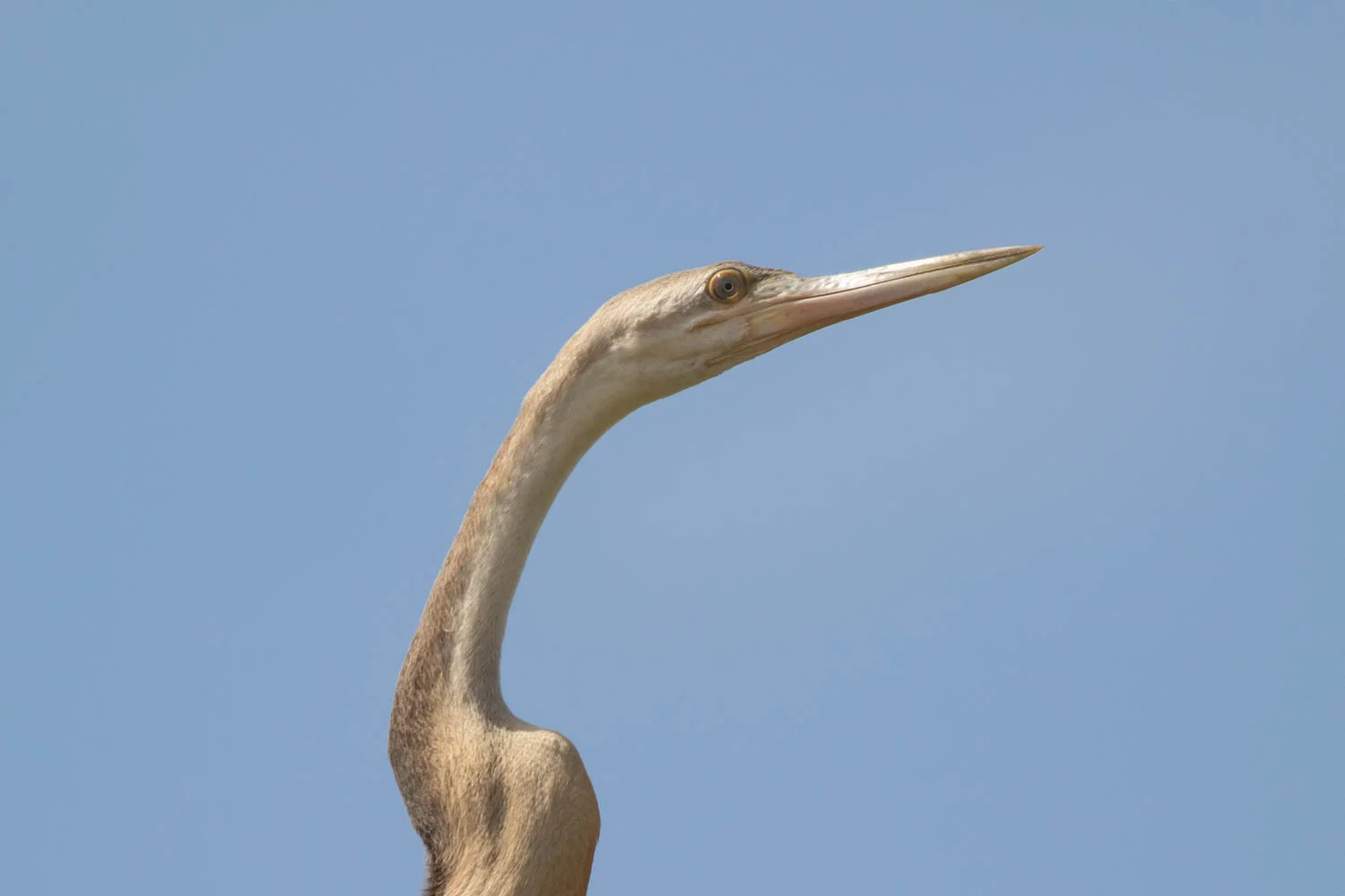 African Darter, Tendaba