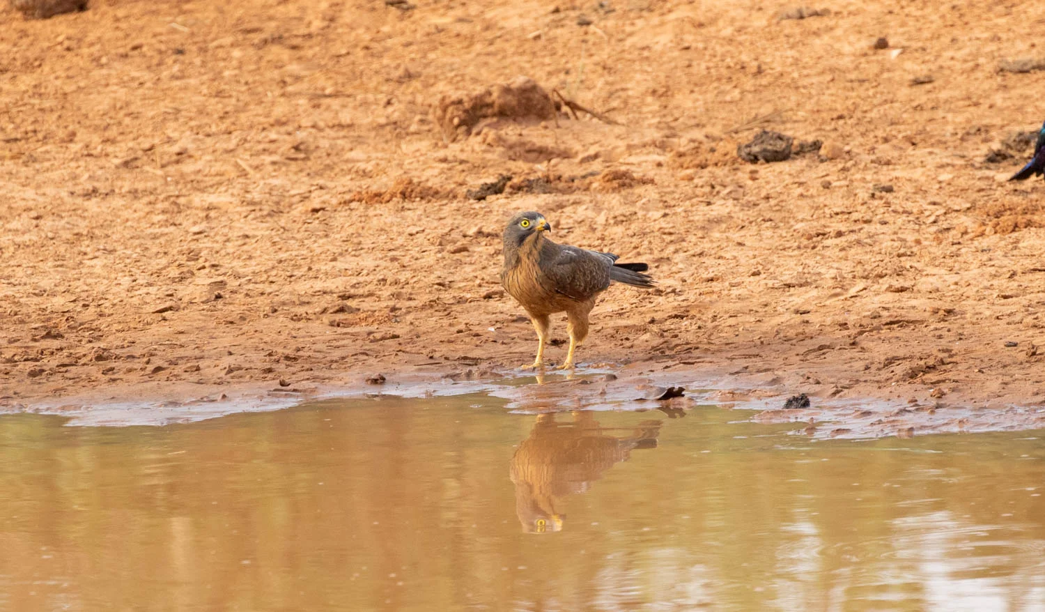 Grasshopper Buzzard, North Bank