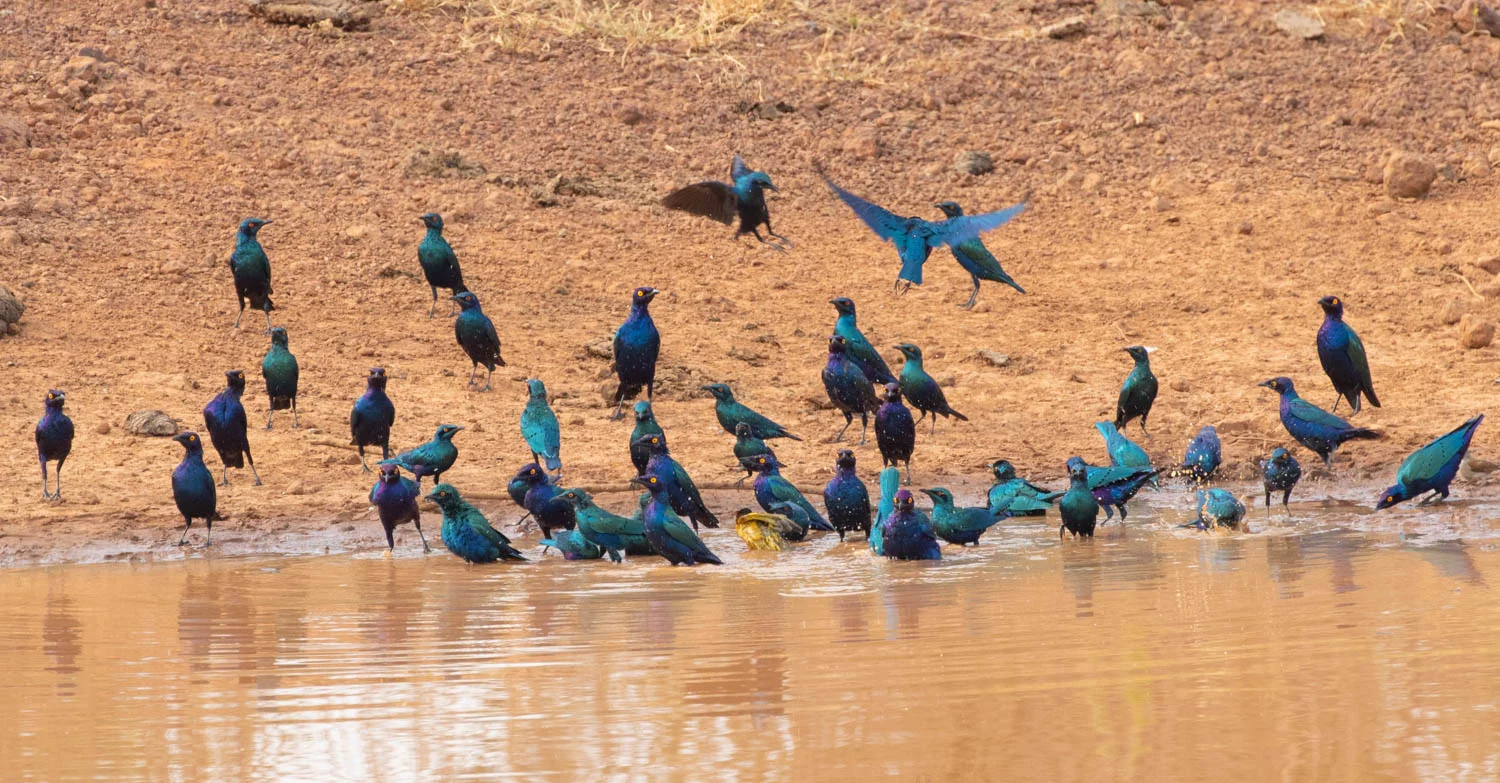Mixed starling flock, North Bank