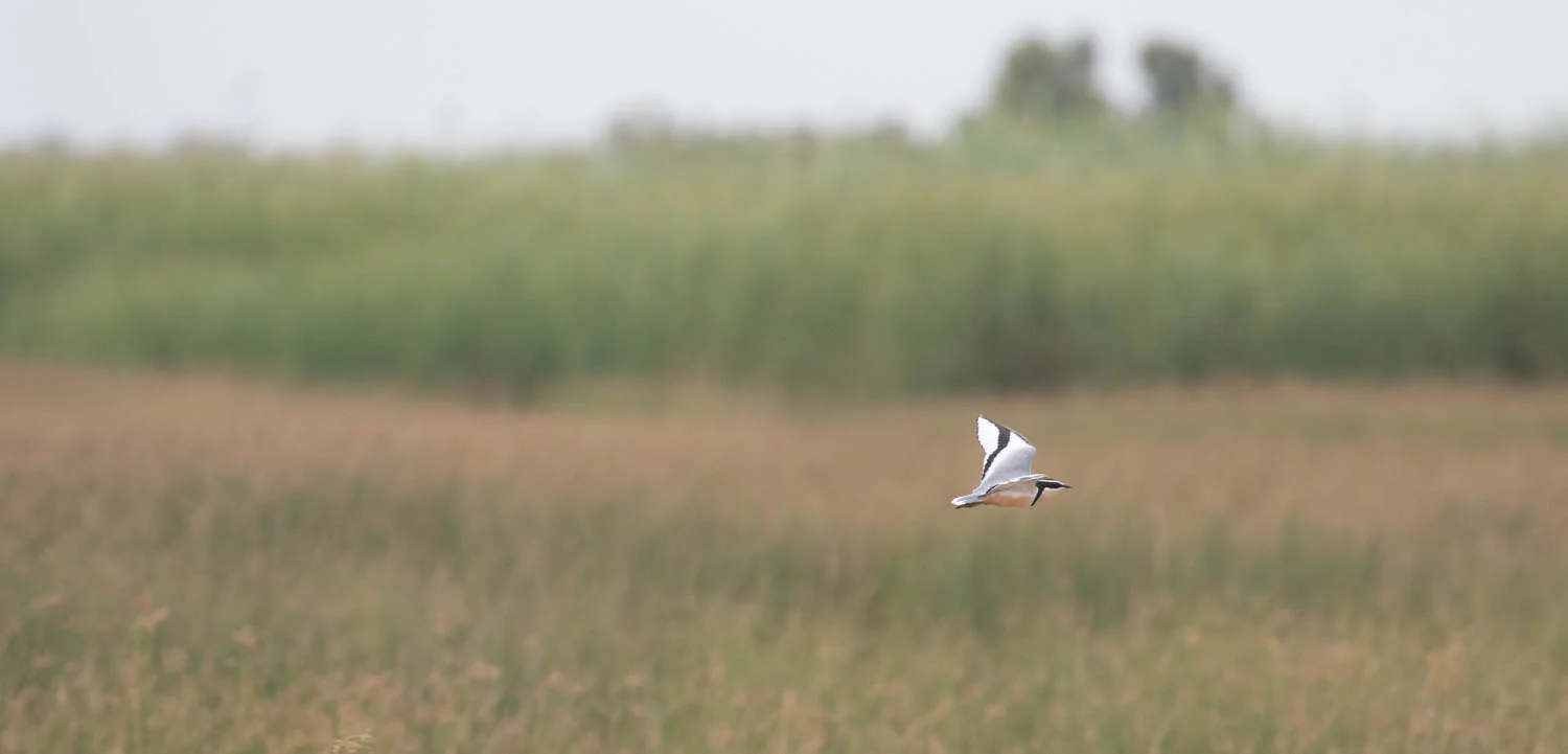 Egyptian Plover, Kantaur Wetlands