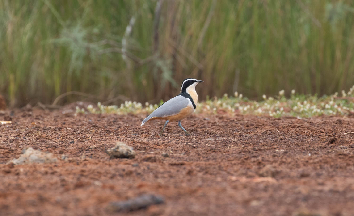 Egyptian Plover, Kantaur Wetlands