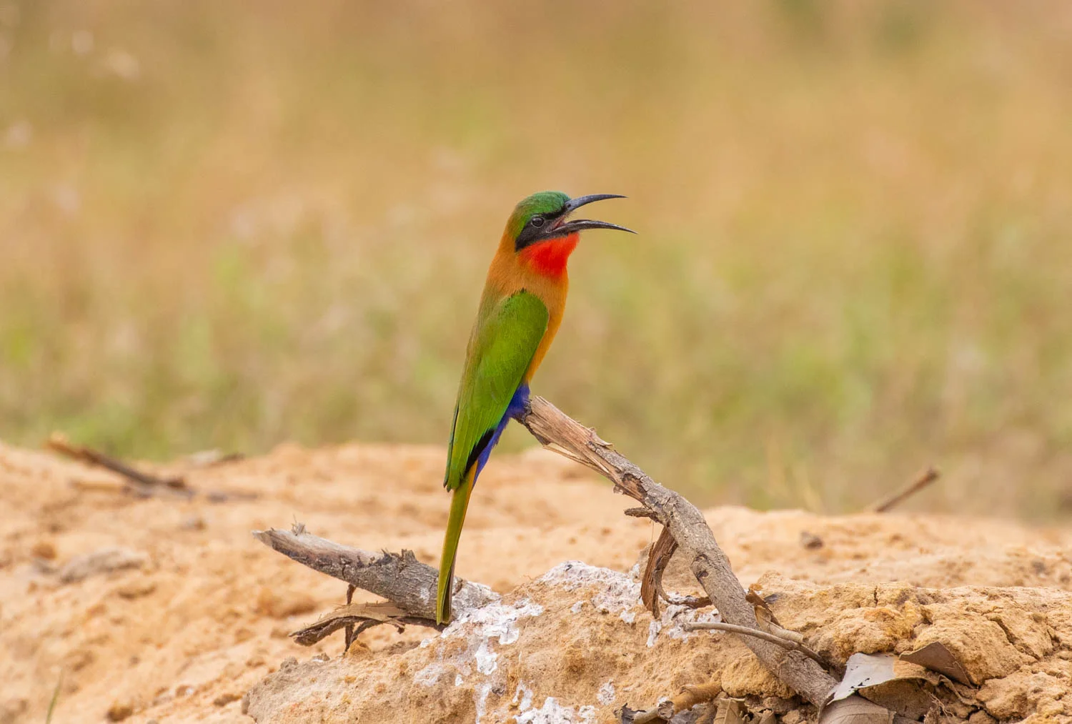 Red-throated Bee-eater, Wassu