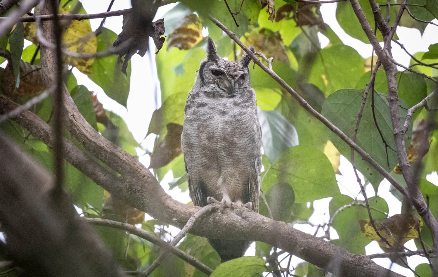Greyish Eagle Owl, Ferrakunda