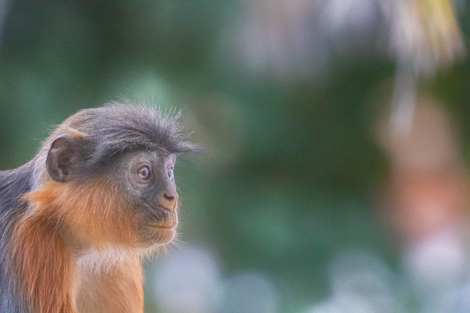 Red Colobus, Kololi