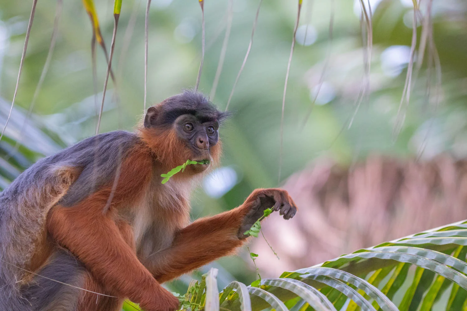 Red Colobus, Kololi