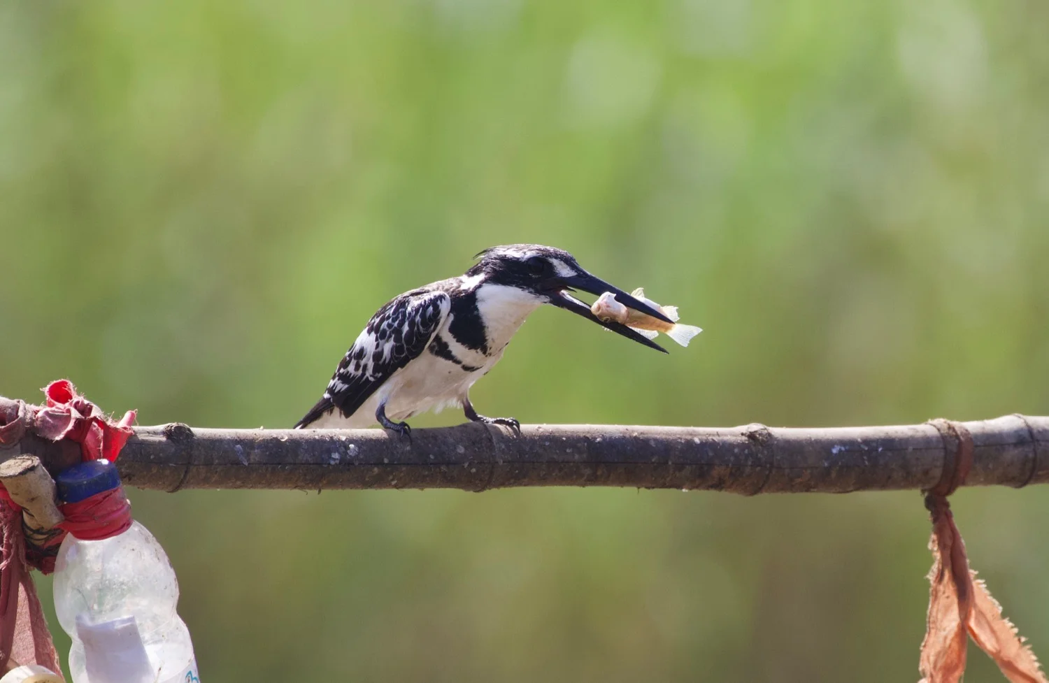 Pied Kingfisher, Lamin Rice fields