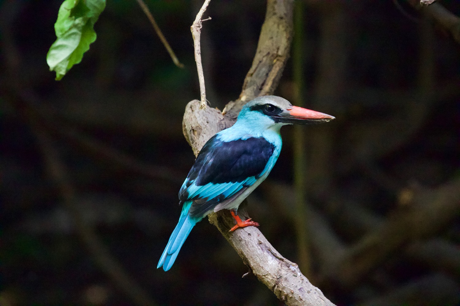 blue-breasted_kingfisher.jpg
