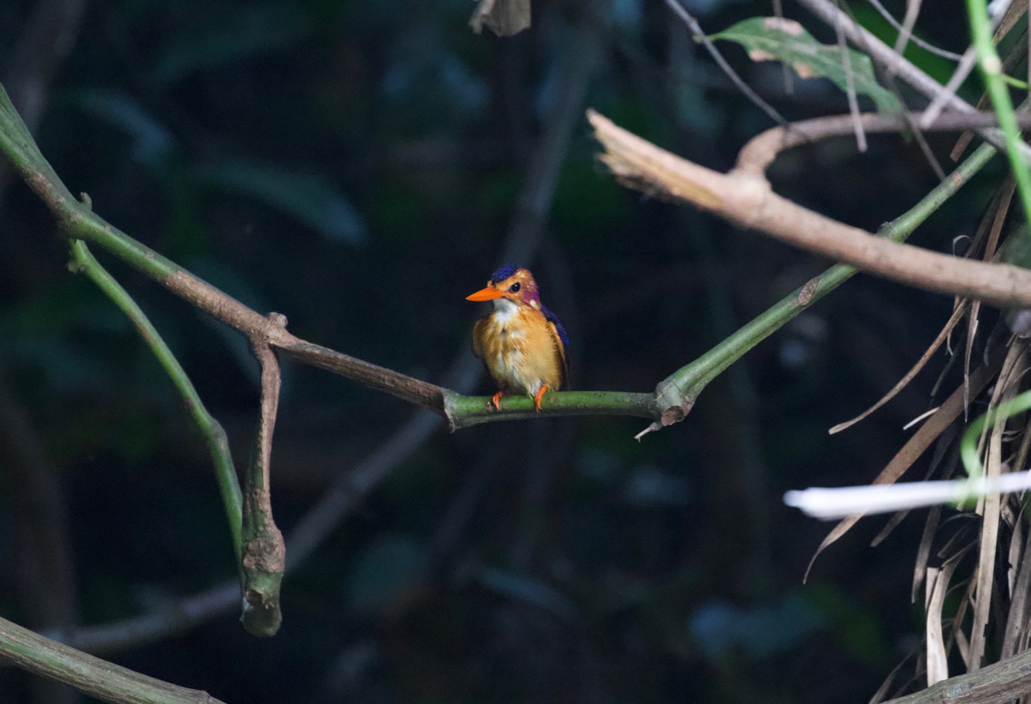 pygmy_kingfisher.jpg