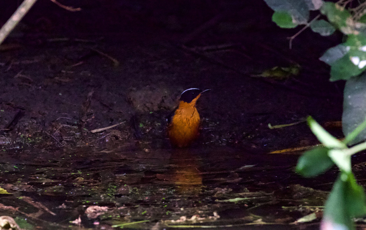 white-crowned_robin_chat.jpg