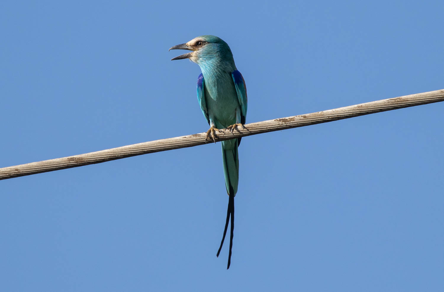 Abyssinian roller