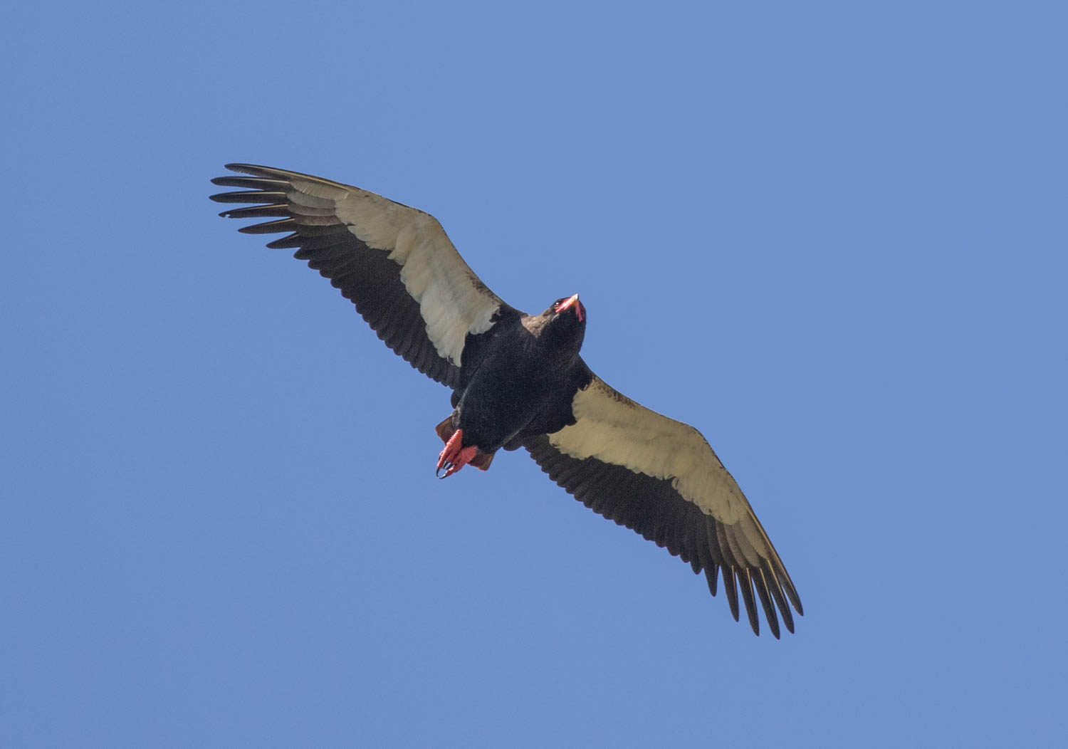 Bataleur