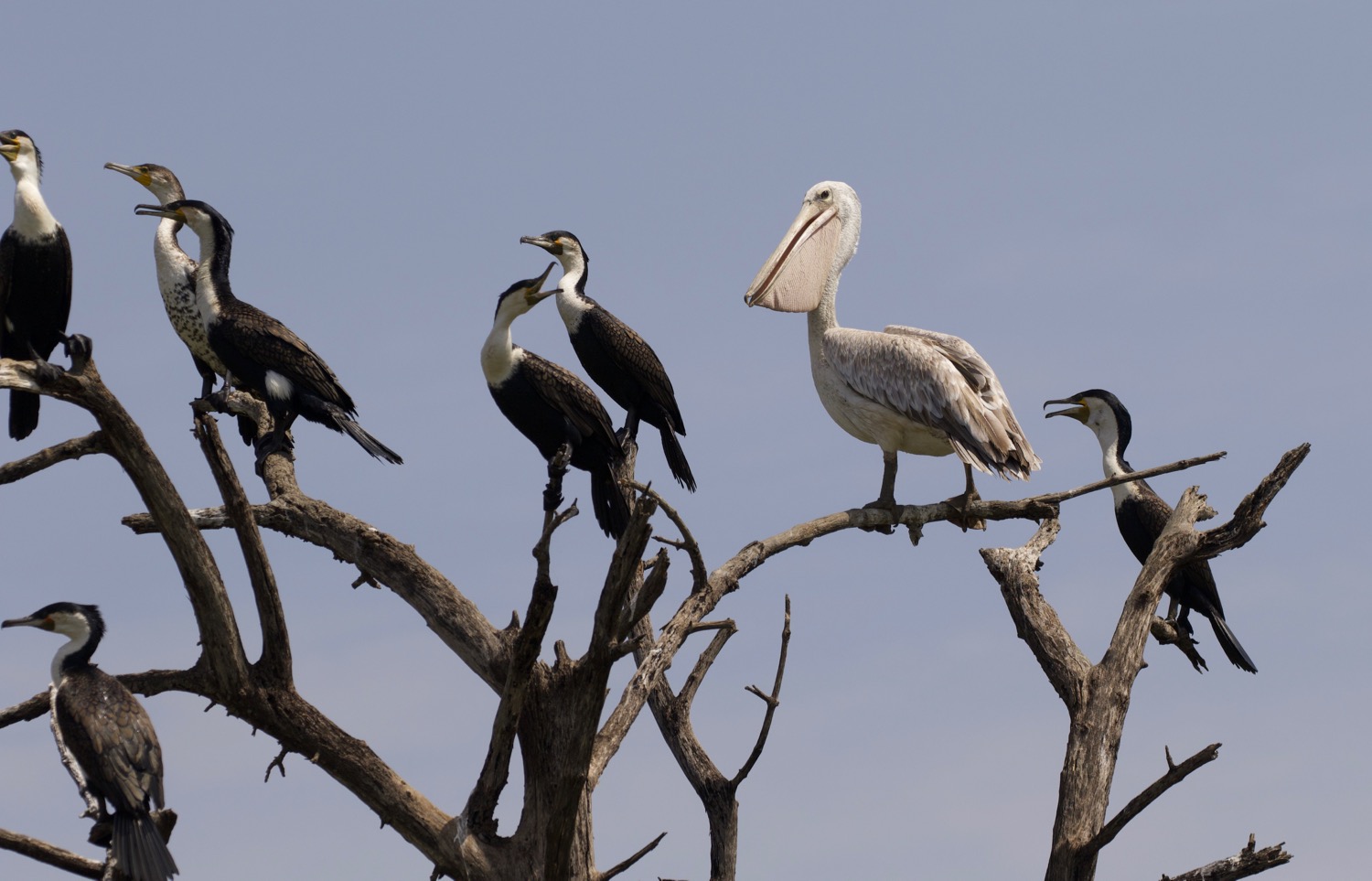 Great cormorant with pelican