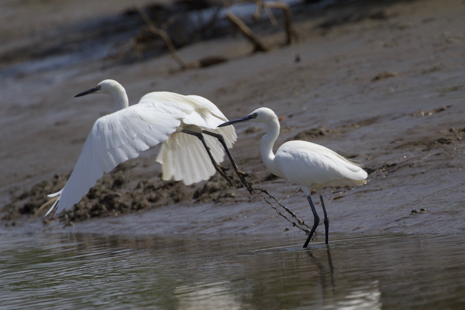 Little egret