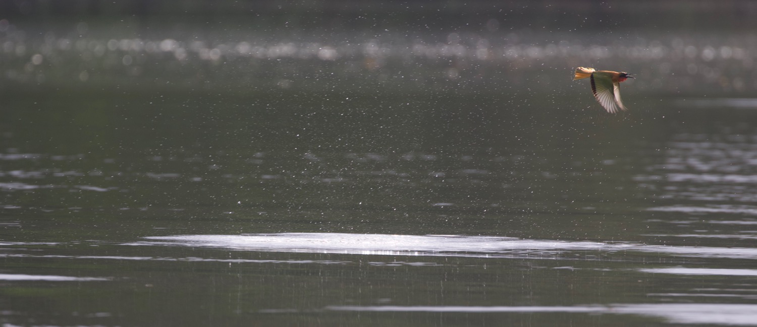 Bee-eater bathing