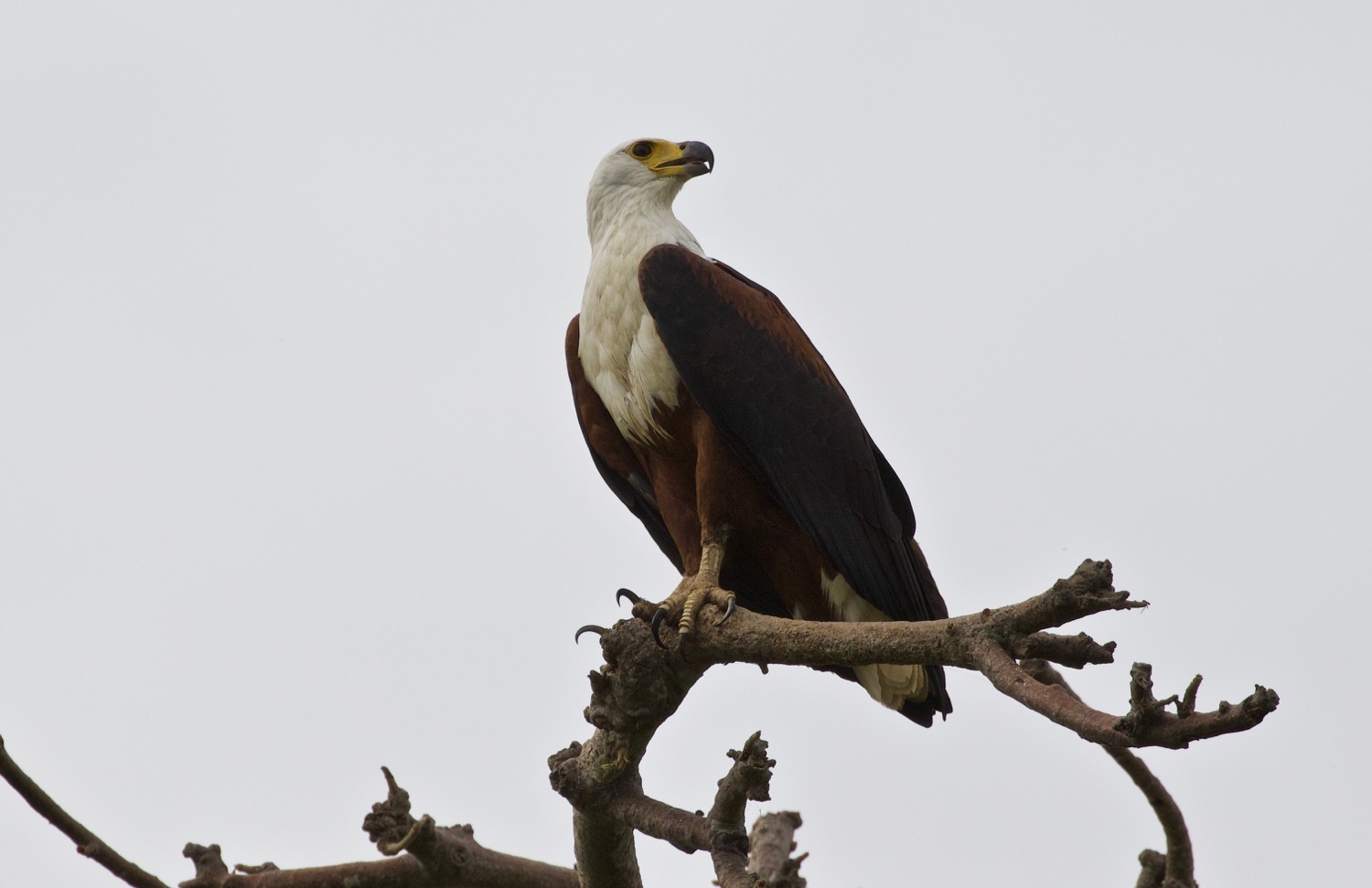 African fish_eagle