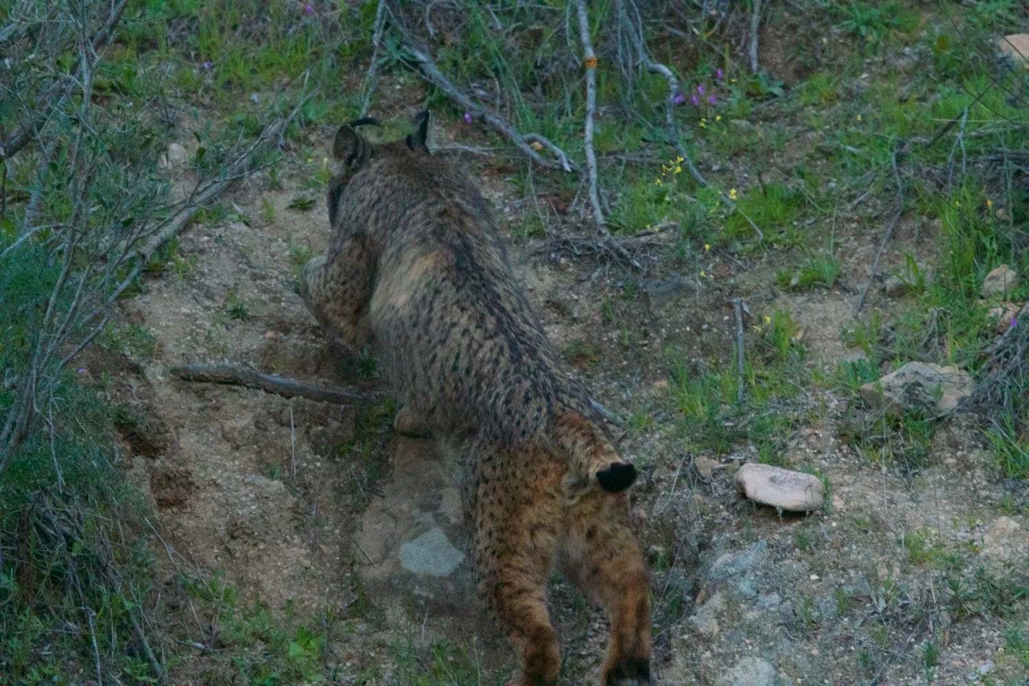 Iberian lynx walking up a steep hillside with ease