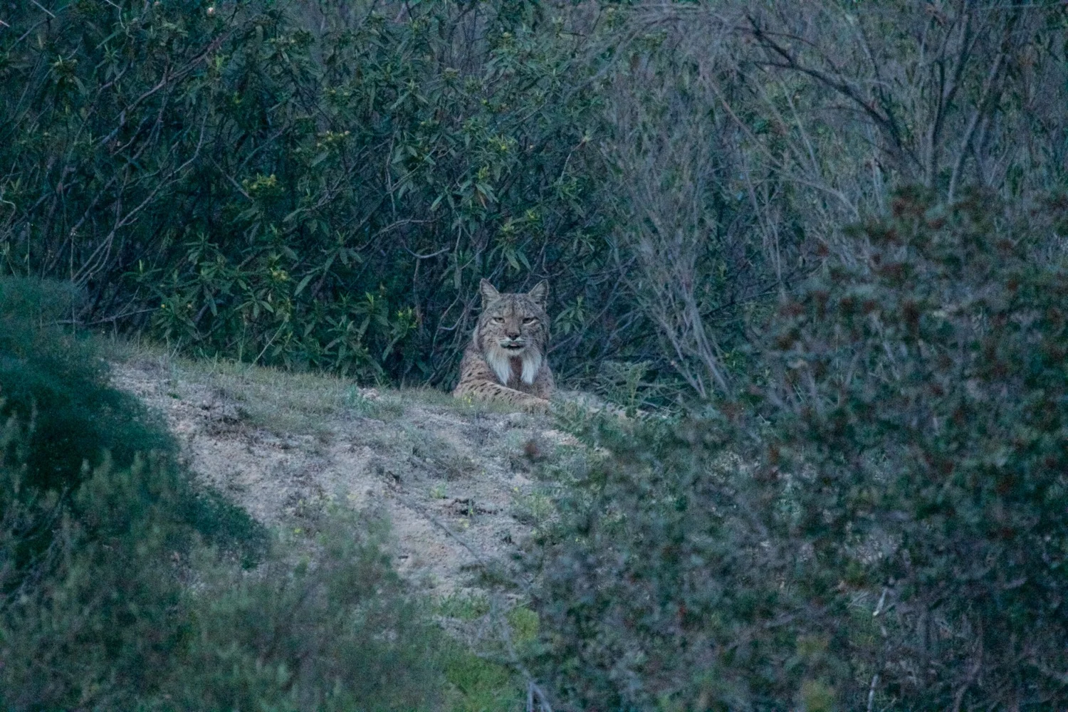 Regal lynx looking down on us