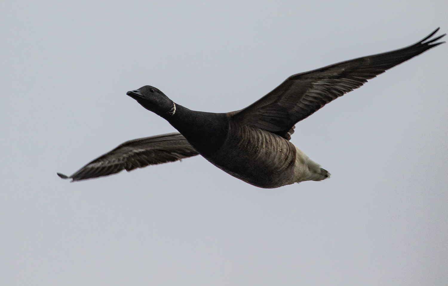 Brent Goose in off the sea