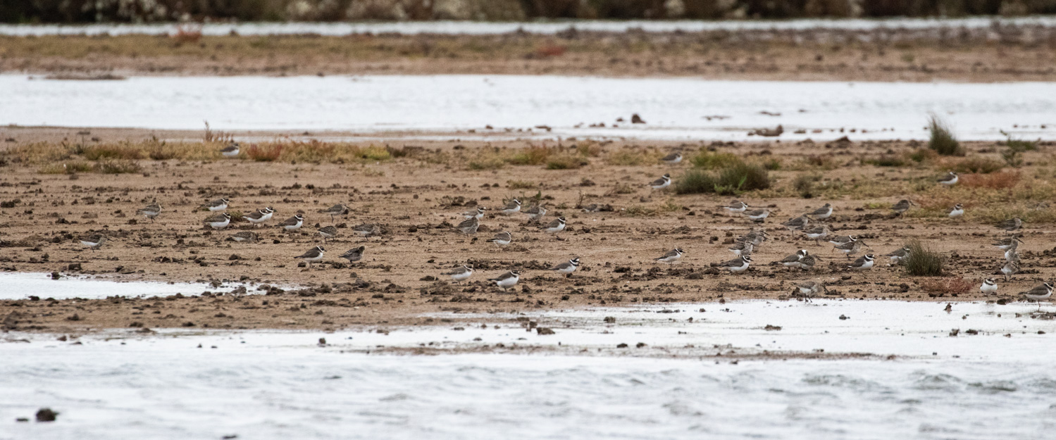 Distant Ringed Plovers and Dunlin